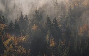 Preview wallpaper forest, fog, trees, pines, aerial view