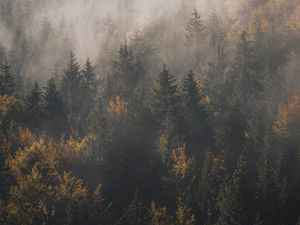 Preview wallpaper forest, fog, trees, pines, aerial view