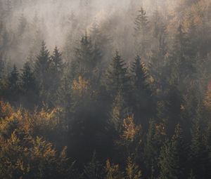 Preview wallpaper forest, fog, trees, pines, aerial view