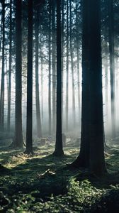 Preview wallpaper forest, fog, trees, morning, nature