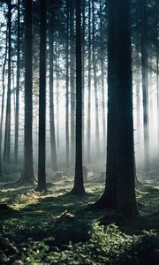 Preview wallpaper forest, fog, trees, morning, nature