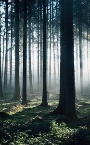 Preview wallpaper forest, fog, trees, morning, nature