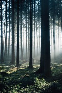 Preview wallpaper forest, fog, trees, morning, nature