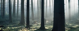 Preview wallpaper forest, fog, trees, morning, nature