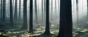 Preview wallpaper forest, fog, trees, morning, nature
