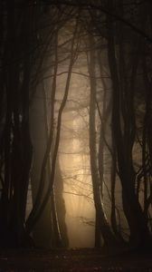 Preview wallpaper forest, fog, trees, dusk, mist