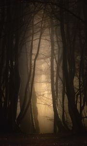 Preview wallpaper forest, fog, trees, dusk, mist