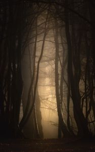 Preview wallpaper forest, fog, trees, dusk, mist