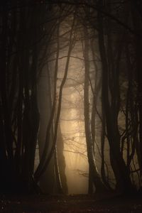 Preview wallpaper forest, fog, trees, dusk, mist