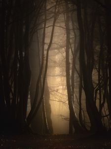 Preview wallpaper forest, fog, trees, dusk, mist