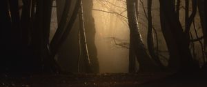 Preview wallpaper forest, fog, trees, dusk, mist