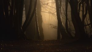 Preview wallpaper forest, fog, trees, dusk, mist