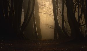 Preview wallpaper forest, fog, trees, dusk, mist