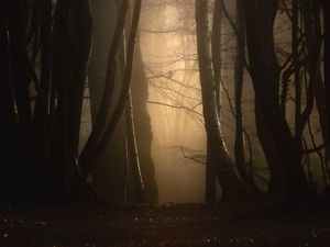 Preview wallpaper forest, fog, trees, dusk, mist