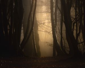 Preview wallpaper forest, fog, trees, dusk, mist