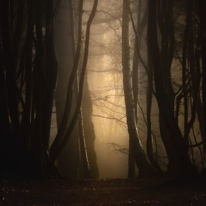 Preview wallpaper forest, fog, trees, dusk, mist