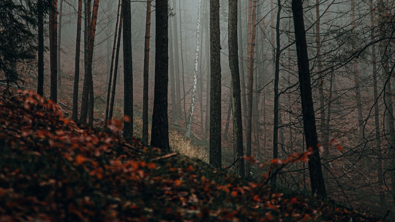 Wallpaper forest, fog, trees, nature