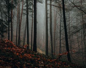 Preview wallpaper forest, fog, trees, nature