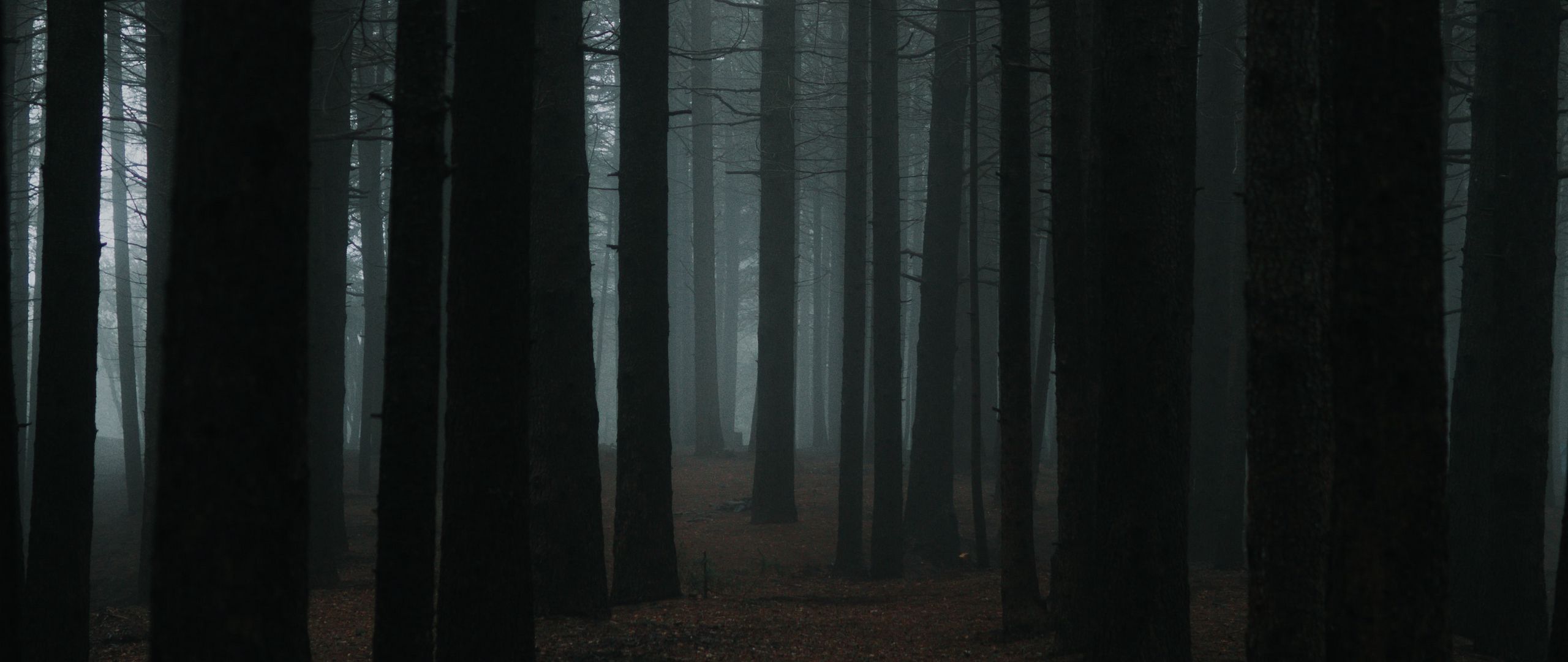 Download wallpaper 2560x1080 forest, fog, trees, dusk, nature dual wide ...