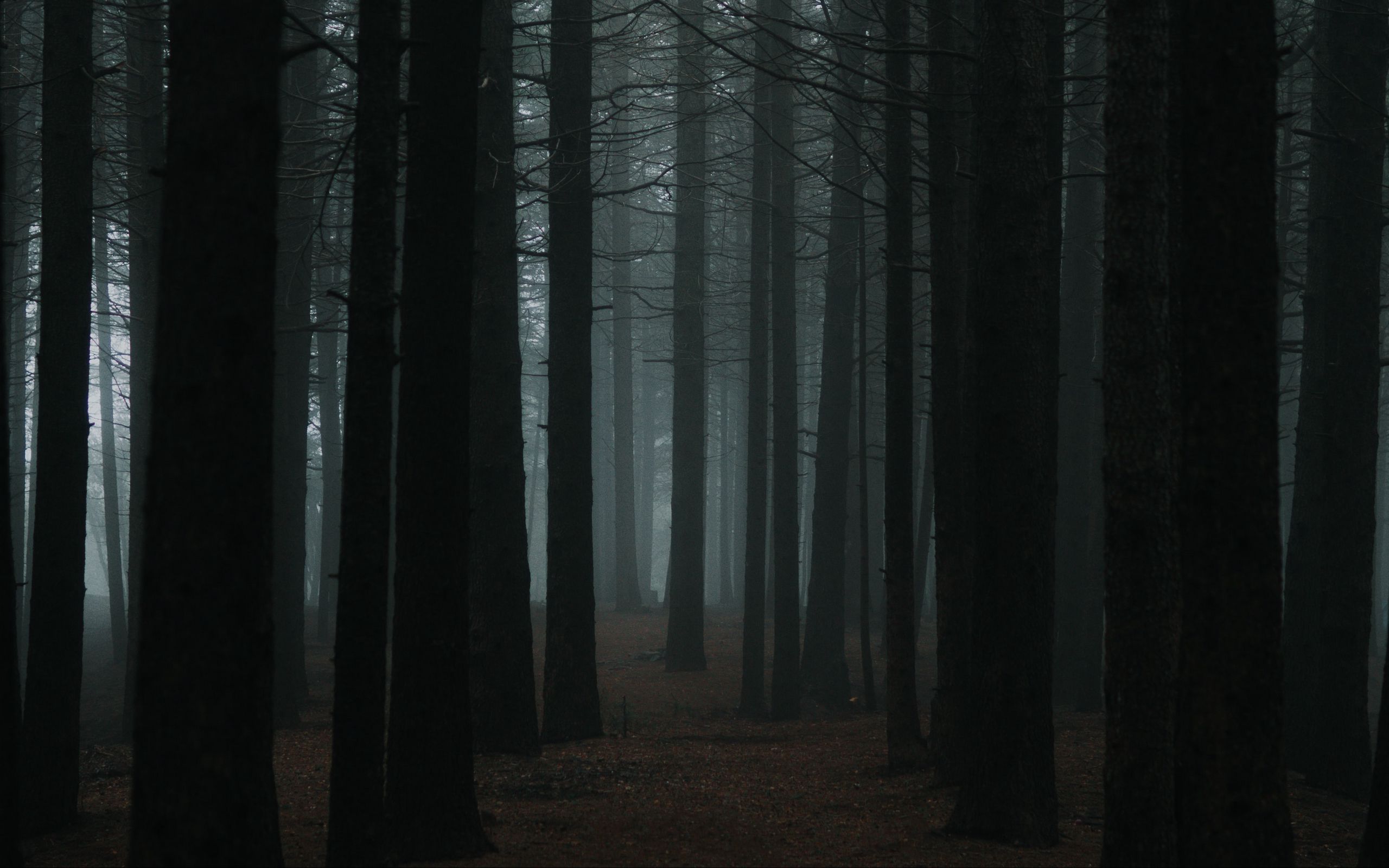 Download wallpaper 2560x1600 forest, fog, trees, dusk, nature ...