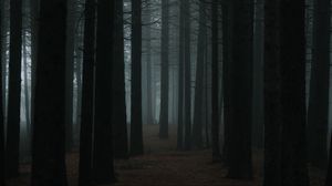 Preview wallpaper forest, fog, trees, dusk, nature