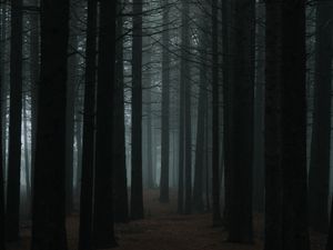 Preview wallpaper forest, fog, trees, dusk, nature