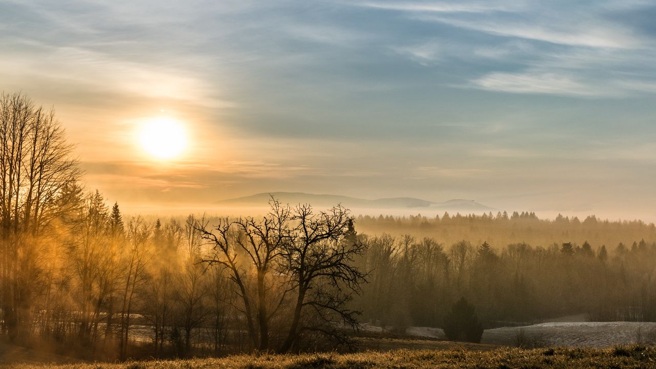 Wallpaper forest, fog, trees, sunrise