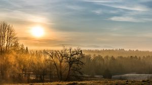 Preview wallpaper forest, fog, trees, sunrise