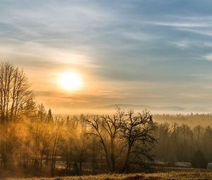 Preview wallpaper forest, fog, trees, sunrise