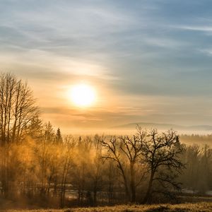 Preview wallpaper forest, fog, trees, sunrise