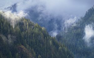 Preview wallpaper forest, fog, trees, landscape