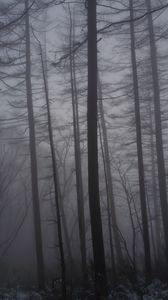 Preview wallpaper forest, fog, trees, trunks, dark