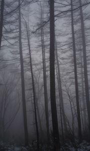 Preview wallpaper forest, fog, trees, trunks, dark