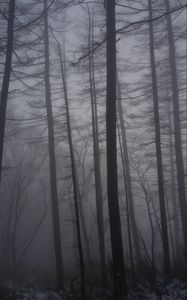 Preview wallpaper forest, fog, trees, trunks, dark