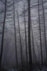 Preview wallpaper forest, fog, trees, trunks, dark