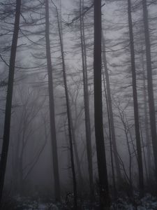 Preview wallpaper forest, fog, trees, trunks, dark