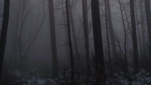 Preview wallpaper forest, fog, trees, trunks, dark
