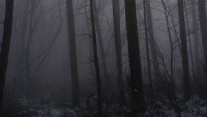 Preview wallpaper forest, fog, trees, trunks, dark