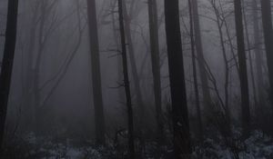 Preview wallpaper forest, fog, trees, trunks, dark