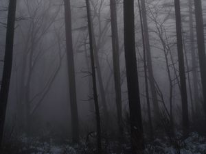 Preview wallpaper forest, fog, trees, trunks, dark