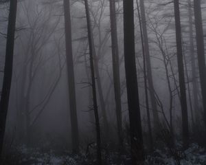 Preview wallpaper forest, fog, trees, trunks, dark