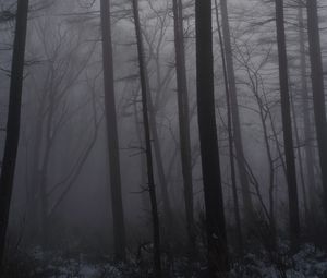 Preview wallpaper forest, fog, trees, trunks, dark