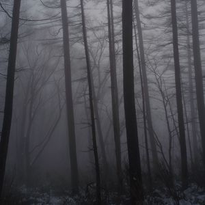 Preview wallpaper forest, fog, trees, trunks, dark