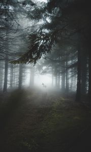 Preview wallpaper forest, fog, wolf, dog, trees, light