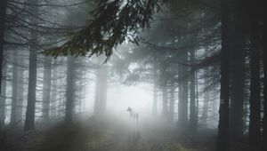 Preview wallpaper forest, fog, wolf, dog, trees, light