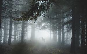 Preview wallpaper forest, fog, wolf, dog, trees, light
