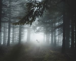 Preview wallpaper forest, fog, wolf, dog, trees, light