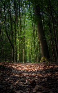 Preview wallpaper forest, foliage, trees, path, autumn