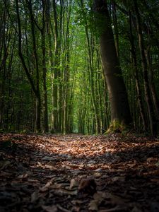 Preview wallpaper forest, foliage, trees, path, autumn