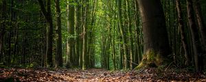 Preview wallpaper forest, foliage, trees, path, autumn